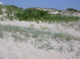 Coastal Primary Dunes